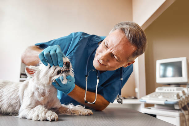 Best Same-Day Emergency Dental Services in Atglen, PA
